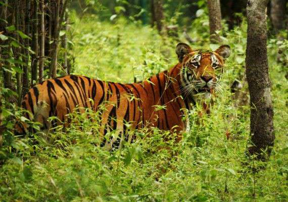 Chitwan National Park Tour